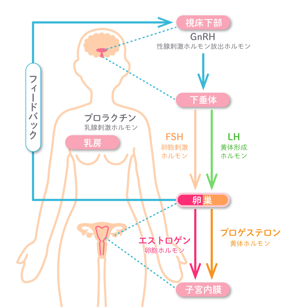 月経周期とホルモンの関係