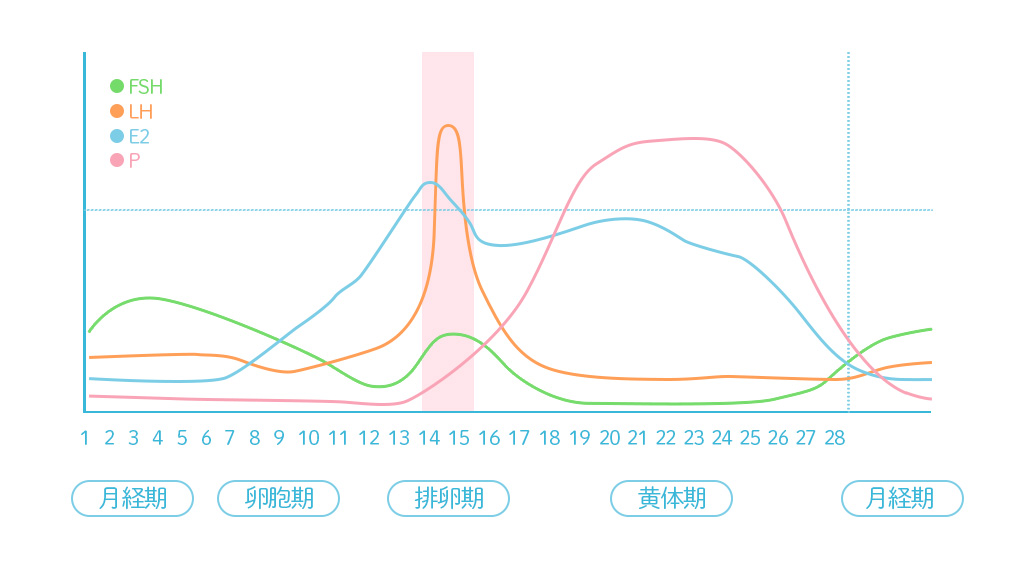 月経周期