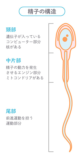 精子の構造