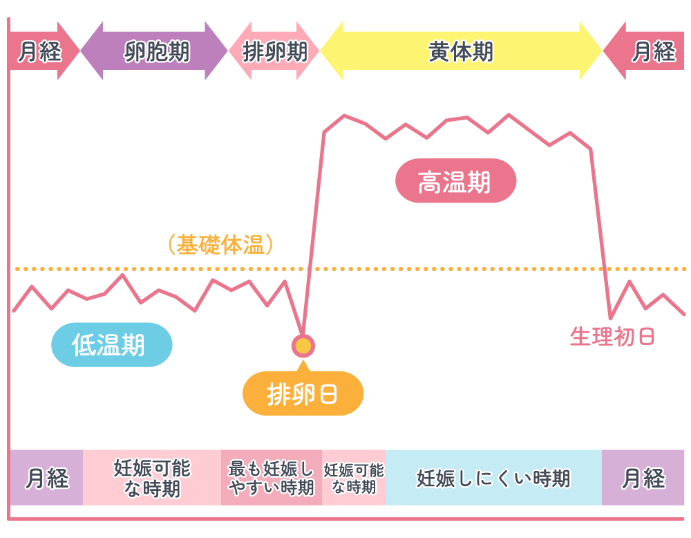 月経周期と基礎体温の確認をしてみましょう。