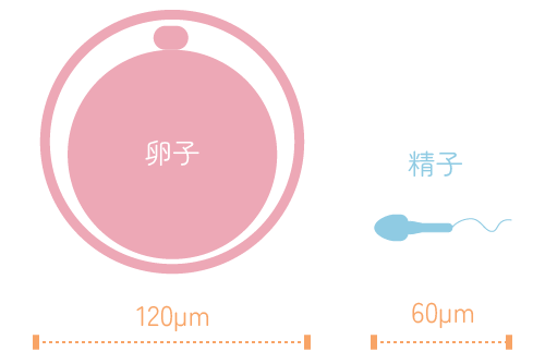 卵子:120μm　精子:60μm