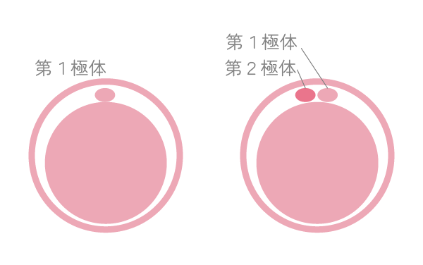 第1極体と第2極体